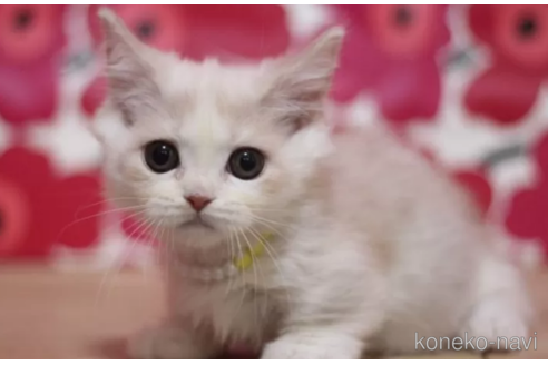 成約済の東京都のマンチカン(短足)-106558